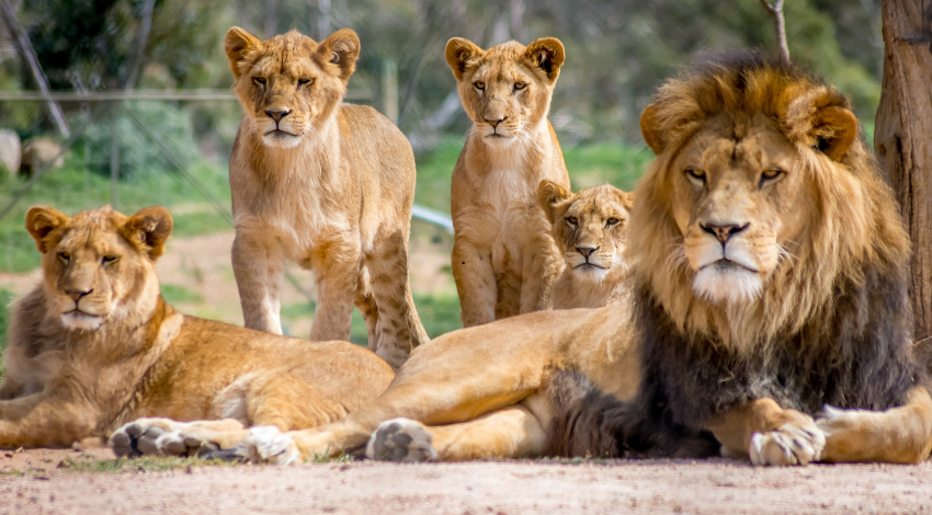 bluebird lady and the white lion family spoiler